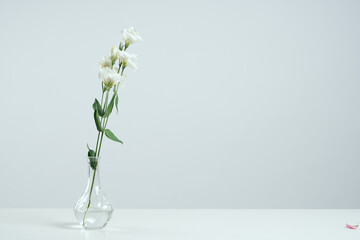 White flower in a vase on a table indoors and on a gray background