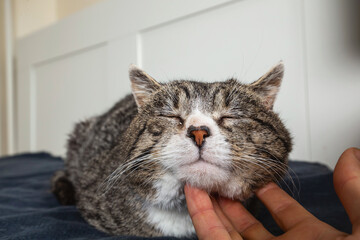 Unrecognizable man caressing old cat at home