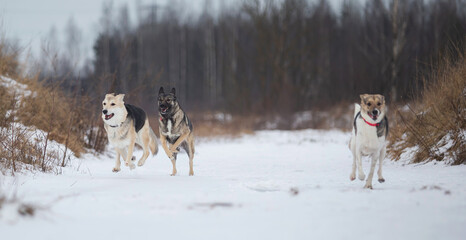 Dogs running on a snowy field in winter forest