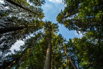 Obraz premium tall pine trees on a background of blue sky.
