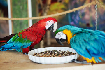 The scarlet macaw bird. Ara macao animal. Two red twin birds sitting on a wooden construction. Zoo entertainment background.