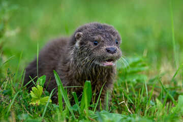 Lutra in nature habitat. Portrait of water predator
