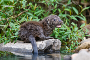 Lutra in nature habitat. Portrait of water predator