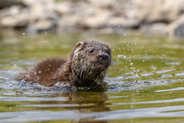 Lutra in nature habitat. Portrait of water predator