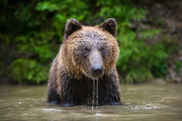 Obraz na płótnie Canvas Wild adult Brown Bear ( Ursus Arctos ) in the water