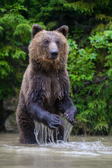 Fototapeta na wymiar Funny wild adult Brown Bear (Ursus Arctos) standing on his hind legs in the water
