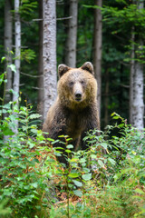 Fototapeta premium Dziki dorosły niedźwiedź brunatny (Ursus Arctos) w lesie latem