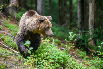 Fototapeta premium Dziki dorosły niedźwiedź brunatny (Ursus Arctos) w lesie latem