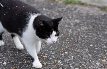 Naklejka na ściany i meble A walking black with white cat down the street