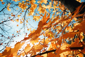 background of yellow maple leaves