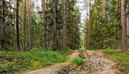 Obraz premium road in a summer pine forest