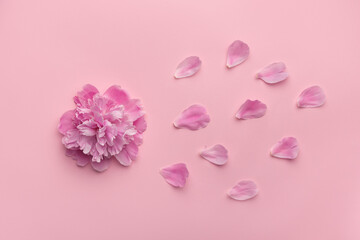 Gentle furry peony and flower petals on pink background. Top view.