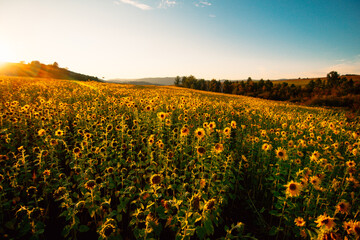 Fototapeta premium sunflower field in the sunset in siberia