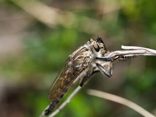 Assassin fly (Asilidae sp.), robber fly on grass