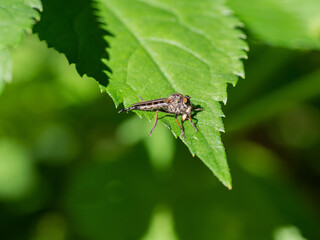 Assassin fly (Asilidae sp.), robber fly closeup of insect perched on grass blade