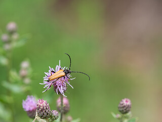 Red-brown Longhorn Beetle (Stictoleptura rubra) male