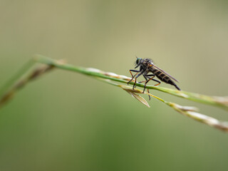 Assassin fly (Asilidae sp.), robber fly on grass
