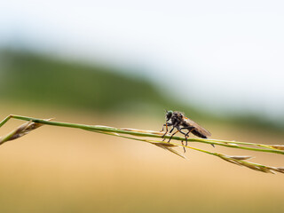 Assassin fly (Asilidae sp.), robber fly on grass