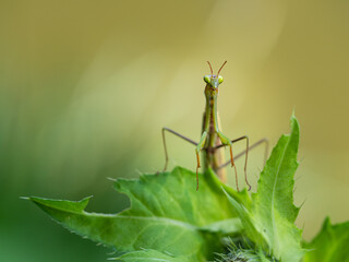 Praying mantis (Mantis religiosa) on green leaf