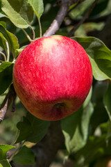 Pomme rouge succulente en gros plan