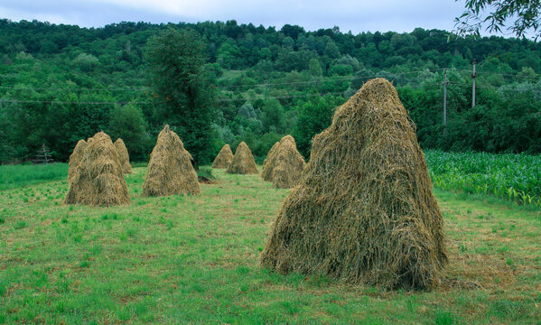 Montones de heno sobre estructuras de madera para secarse y evitar pudrirse en una granja de Curtea de Arges, Rumanía.
