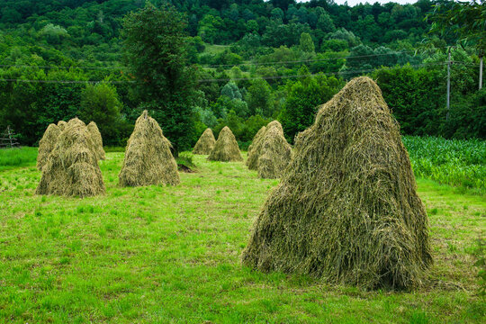 Montones de heno sobre estructuras de madera para secarse y evitar pudrirse en una granja de Curtea de Arges, Ruman&iacute;a.