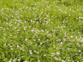Fototapeta premium (Coronilla varia) Champs de coronille bigarée ou coronille changeante aux petites fleurs couronnées et feuillage vert, découpé en petites folioles légères et touffues sur tiges souples et dressées