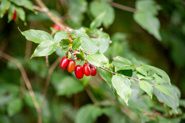 hawthorn on a branch