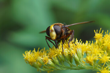 Hornet Plumehorn, Hornet mimic hoverfly (Volucella zonaria) on the flowers of Canadian goldenrod (Solidago Canadensis). Family Syrphidae. Netherlands August