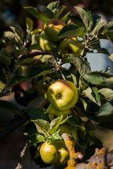 Apple tree. Reinette apple tree with abundance of ripening apples.