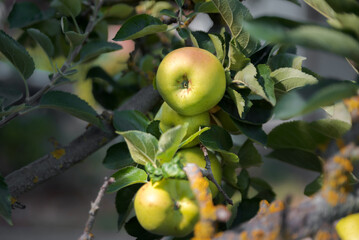 Apple tree. Reinette apple tree with abundance of ripening apples.