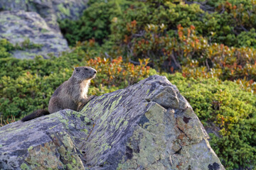 Gounghog (Marmotta marmotta) on the slopes of Chamrousse resort