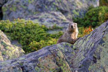 Gounghog (Marmotta marmotta) on the slopes of Chamrousse resort