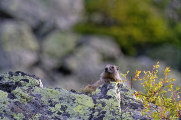 Gounghog (Marmotta marmotta) on the slopes of Chamrousse resort