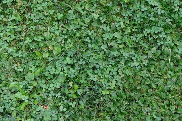 Herbe avec des trèfles en gros plan