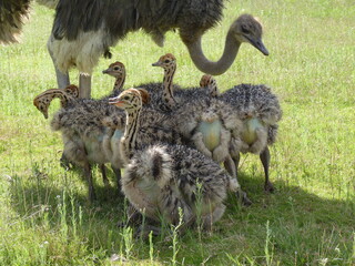 Straußenbabies mit Mama 1140472