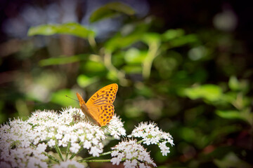 Argynnis paphia on the flower in a sunny, summer day.