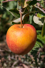 Belles couleurs d'une pomme mure dans un pommier