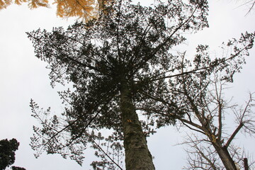 イチイ科の木