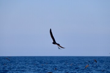 Fototapeta na wymiar Oiseau marin Ile Maurice - Noddi brun