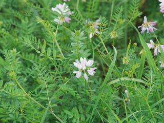 Coronille bigarrée ou Coronille changeante (Coronilla varia) aux couronnes florales de couleur dégradée blanc à rose pourpré dans un feuillage vert, léger et découpé sur tiges montante et glabre