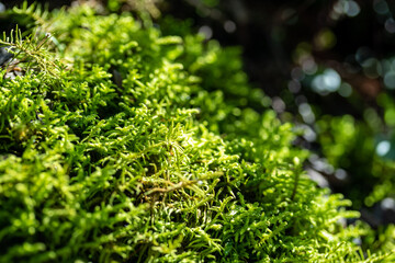 Nature in Tyrol, Austrian Alps