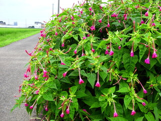 梅雨の白粉花と青田と農道のある風景