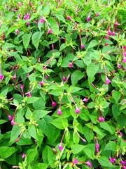 夏の朝の白粉花