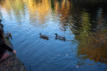 duck in the water