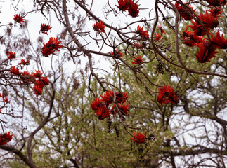 Tree with Deep Red Flowers