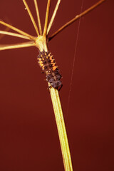 Ladybug larva on plant stem. Place for text.