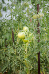 ecologic green tomatoes growing in a home garden.