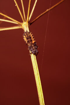 Ladybug larva on plant stem. Place for text.