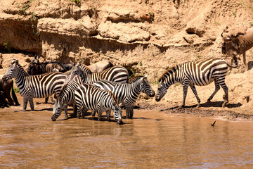 Fototapeta na wymiar Masai Mara, Zebras vor der Überqueerung des Flusses Mara, große Migration. 